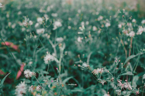 Безкоштовне стокове фото на тему «Біла квітка, бруньки, впритул» стокове фото