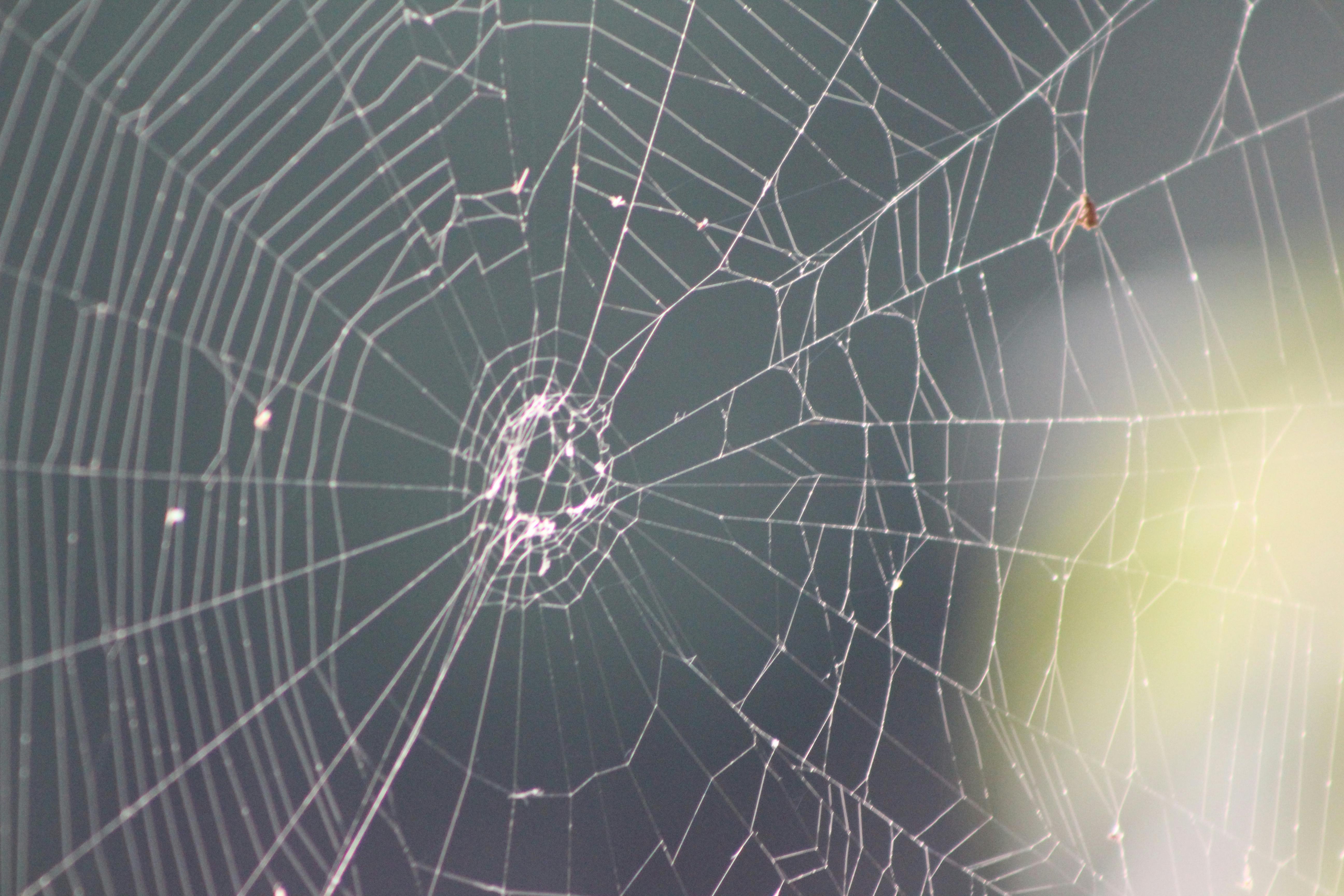 Free stock photo of spider web, web, World Wide Web