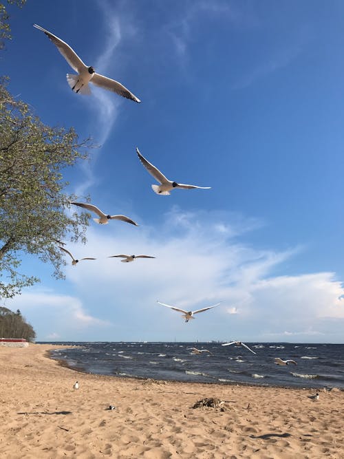 grátis Foto profissional grátis de beira-mar, gaivotas, litoral Foto profissional