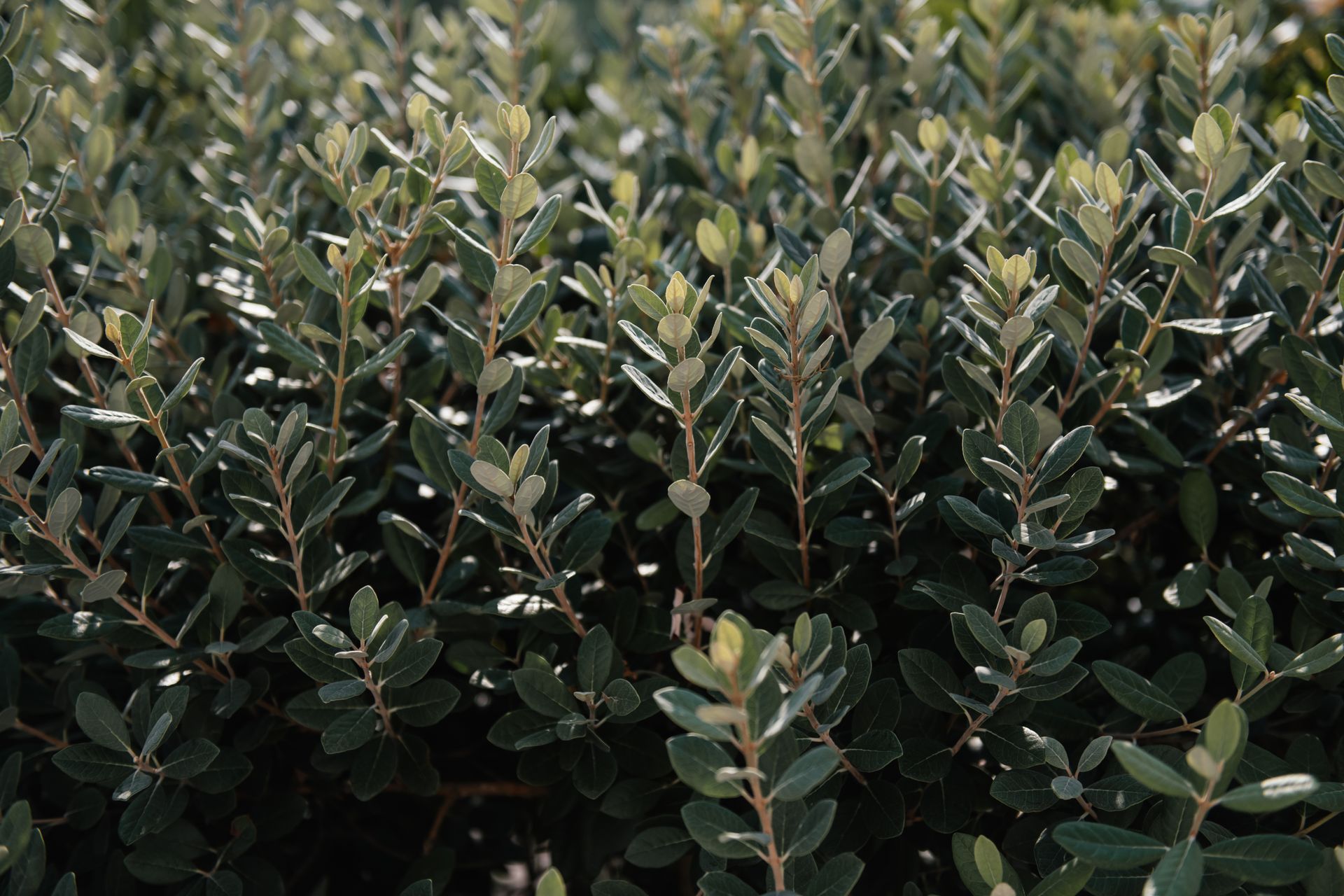 A detailed view of olive tree branches and leaves, showcasing vibrant green tones under sunny conditions.