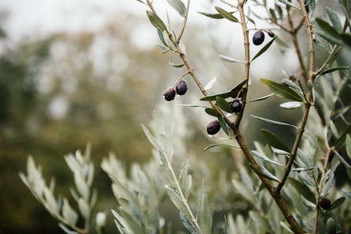 Fruits and Leaves on an Olive Tree Branch