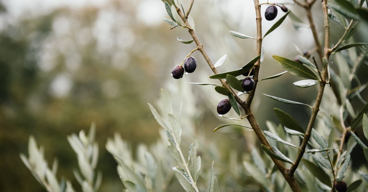Close-up of olive tree branches with ripening olives in a natural setting, showcasing vibrant growth. - Evidence evidence guide for olive leaf extract skin outcomes randomized trial