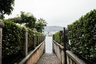 Green Trees Beside Body of Water