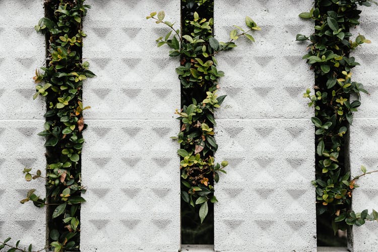 Hedge Growing Between Fence 