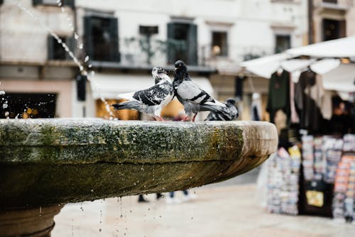 A Close-Up Shot of Pigeons on a Fountain