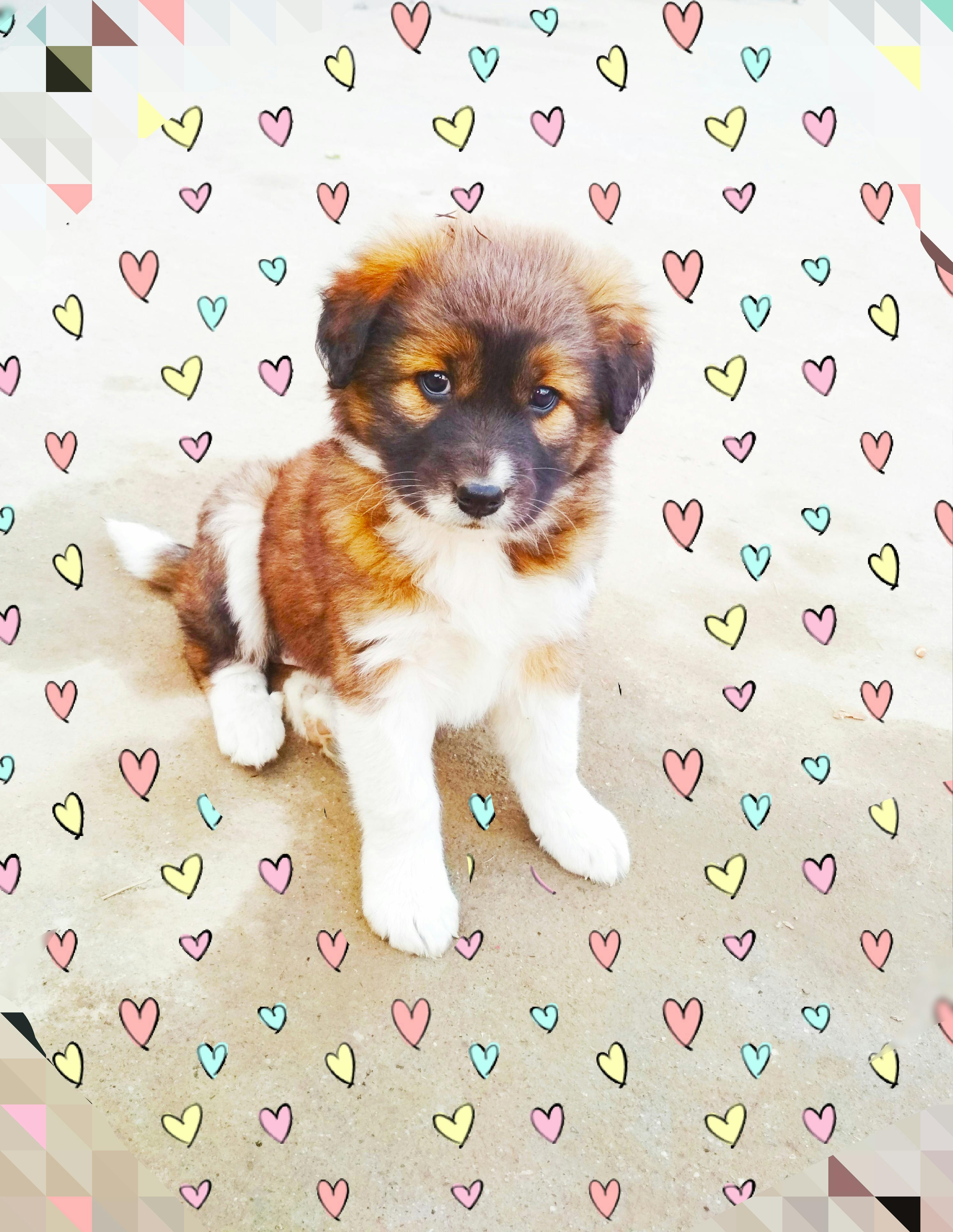 ぼやけている 可愛い 犬の子犬の無料の写真素材 ぼやけている 可愛い 犬の子犬の無料の写真素材