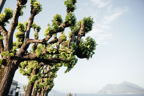 Free Scenic view of lush green trees by a calm seashore with distant mountains. Stock Photo
