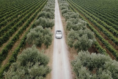 An Aerial Photography of a Car on the Road Between Agricultural Land
