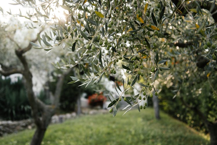 Olive Fruits On Tree Branches