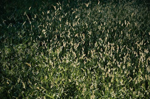 Full Shot of Lush Grass