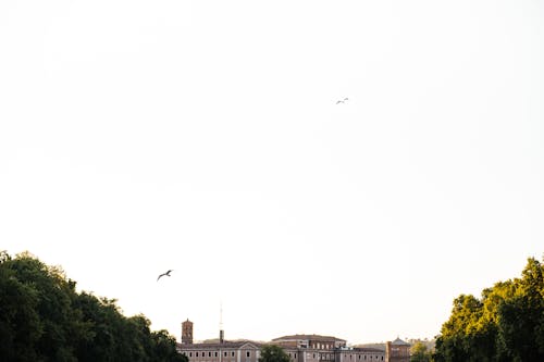 Birds Flying on the Sky