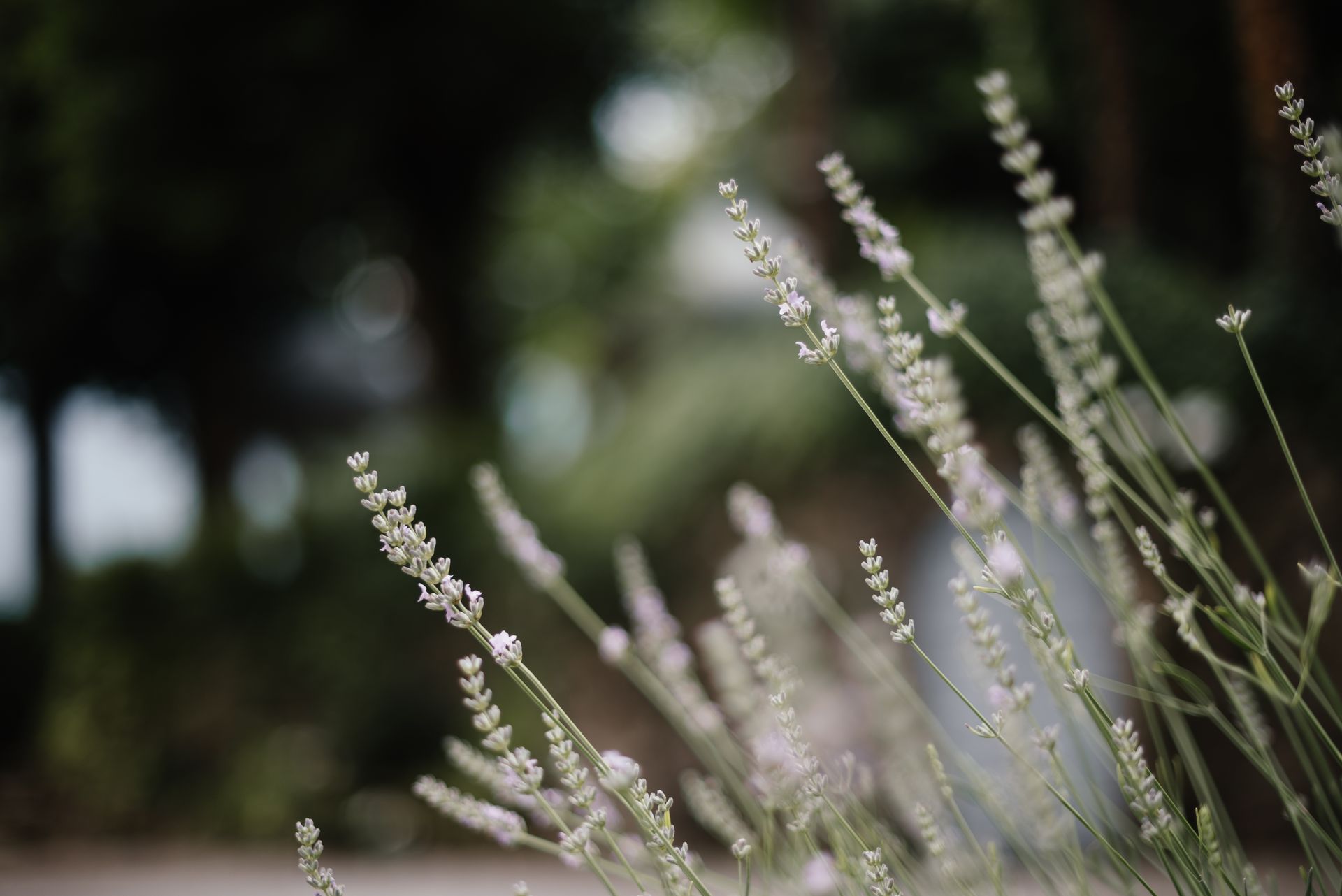 Close-up of delicate lavender flowers with soft focus in a garden setting, evoking tranquility and nature's beauty.