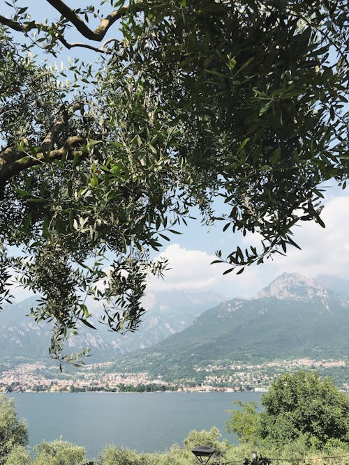 Gratuit Photos gratuites de arbres verts, côme, italie Photos