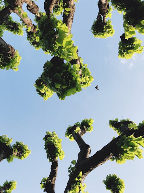 경치가 좋은, 나무, 로우 앵글 샷의 무료 스톡 사진