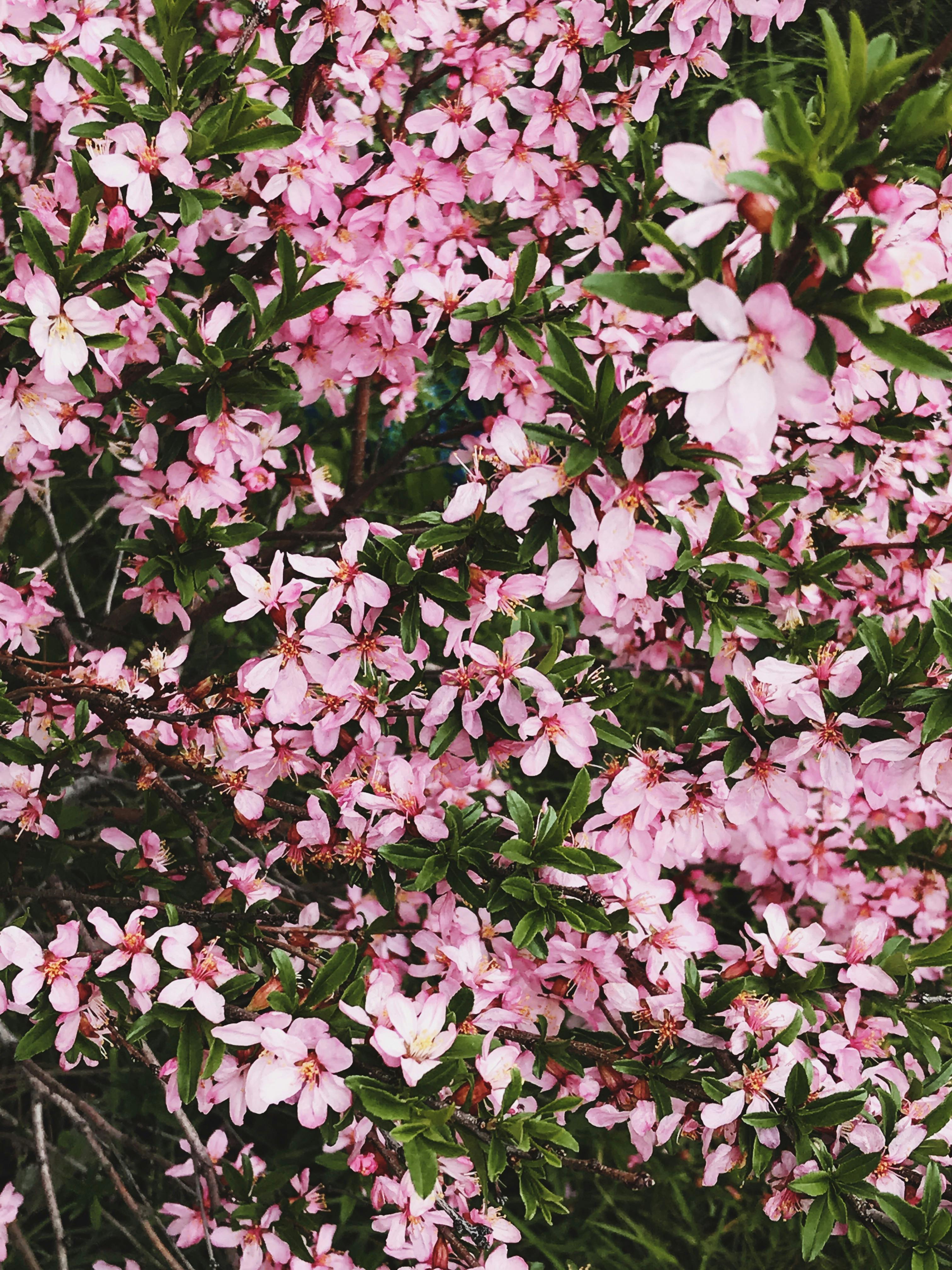 [ColoSach]-lush-pink-flowering-tree-capturing-springtime-nature-in-vibrant-detail.