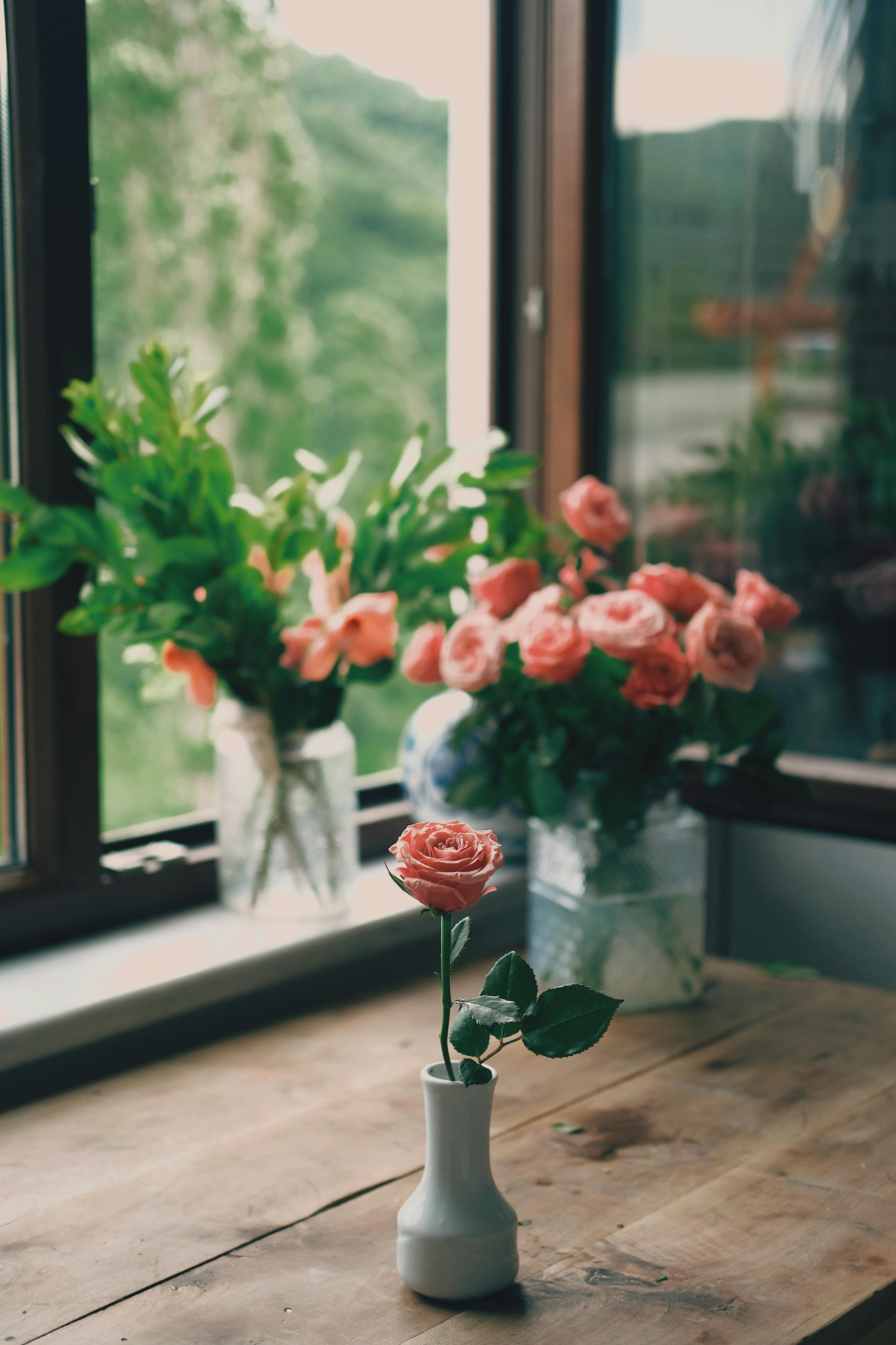 Rose Room Photos, Download The BEST Free Rose Room Stock Photos & HD Images