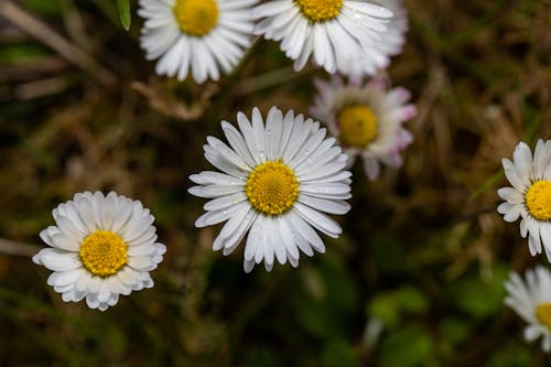 Gratis lagerfoto af bellis, blomsterfotografering, hvide blomster
