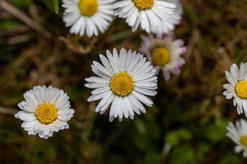 Photos gratuites de fermer, fleurs blanches, marguerites