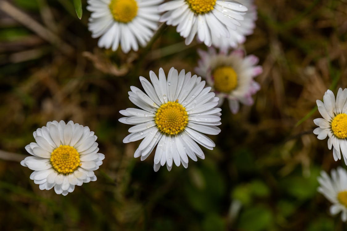 White and Yellow Daisy Flowers