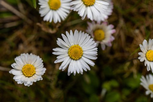 Free A detailed view of fresh white daisies adorned with dewdrops, capturing their natural beauty. Stock Photo