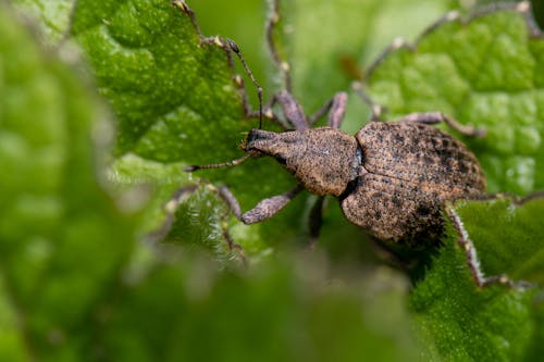 Free Бесплатное стоковое фото с beetle, беспозвоночный, виноградный долгоносик Stock Photo