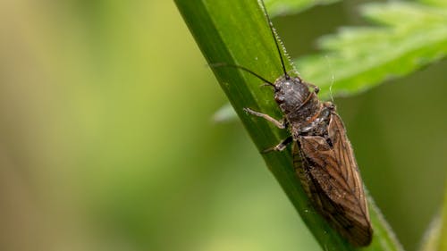 Kostnadsfri bild av insekt, närbild, stenflugor