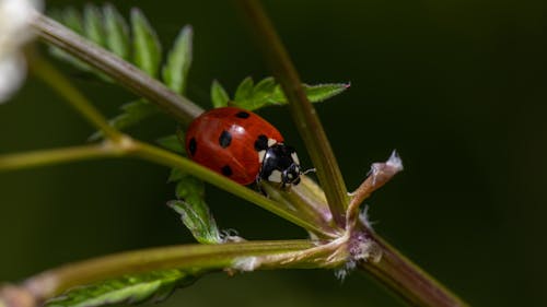 Red Ladybug Perched on the Plant Stem