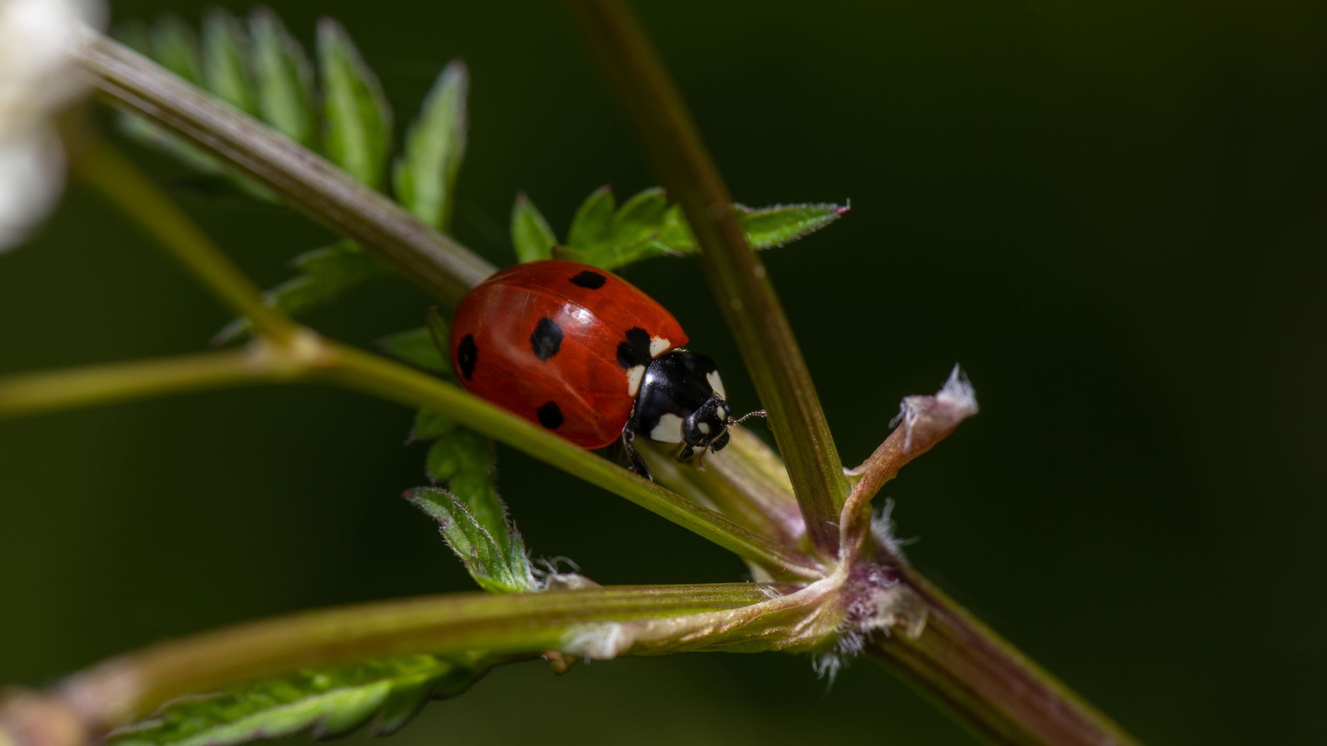 Red Ladybug Perched on the Plant Stem