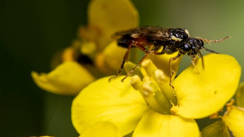 곤충, 꽃이 피는, 섬세한의 무료 스톡 사진