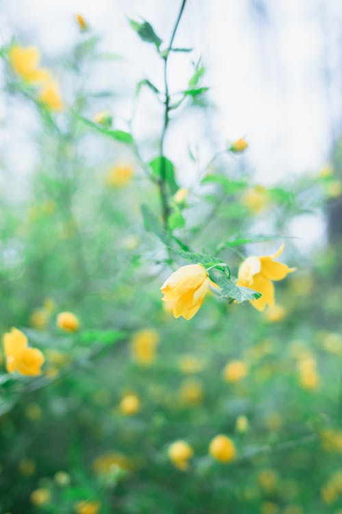 Close-Up Photograph of Yellow Flowers in Bloom