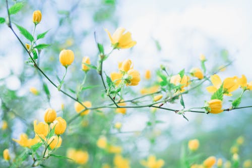 A Yellow Flowers on Tree Branches