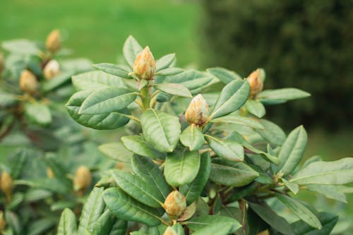 Green Flower Buds with Green Leaves