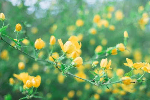 Foto stok gratis berbunga, bunga kuning, daun-daun hijau