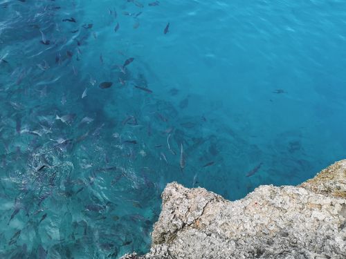 Free Captivating top view of fish swimming in the clear blue waters near a rocky shore in San Andrés, Colombia. Stock Photo