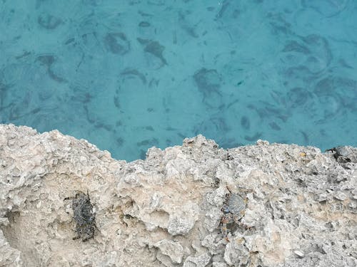 бесплатная Бесплатное стоковое фото с вид сверху, водоем, крабы Стоковое фото