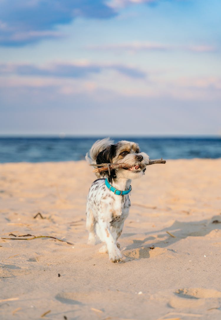 A Cute Dog Walking On The Beach Sand