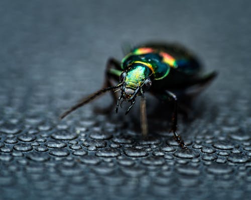 Foto stok gratis aneka warna, beetle, fokus selektif