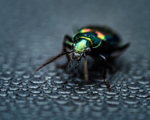 Imagine de stoc gratuită din automobil beetle, entomologie, focalizare selectivă