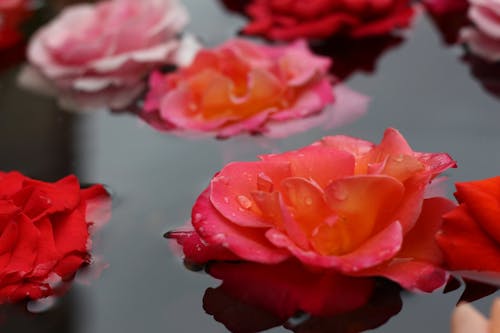 Fotobanka s bezplatnými fotkami na tému červená, plávajúci, ruže