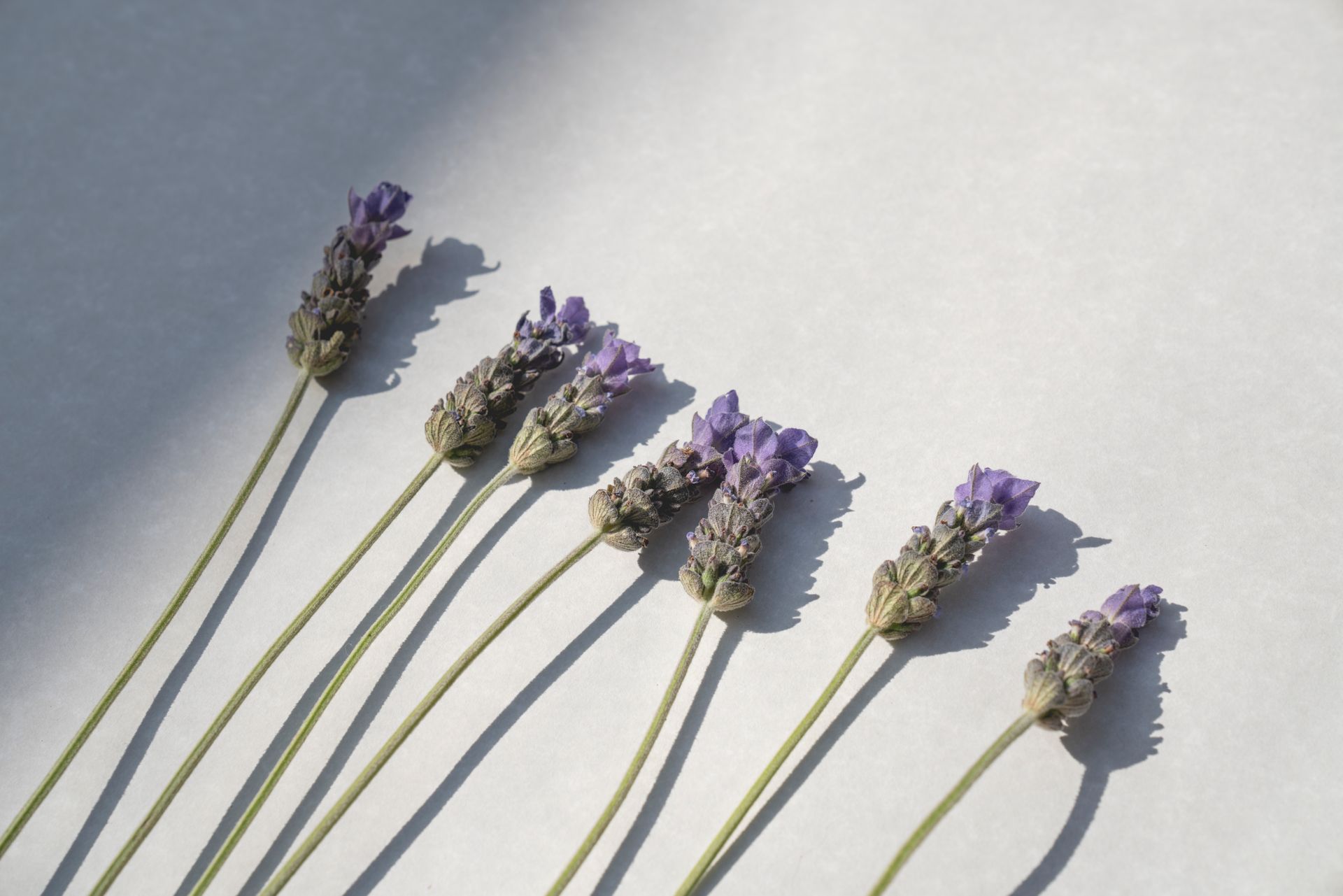 Flat Lay of a Lavender Flowers on White Surface