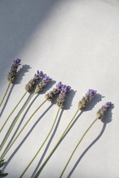 Free Artistic arrangement of lavender stems on a white surface, casting soft shadows. Stock Photo