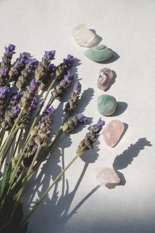 Kostnadsfri bild av aromaterapi, aromatisk, blommor