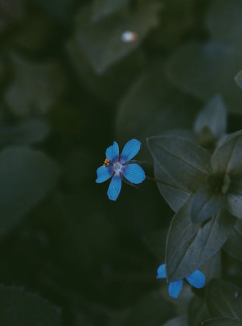免费 蓝色花瓣的花朵 素材图片