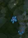 背景是模糊的绿叶，衬托着一朵精致的蓝色野花