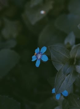 背景是模糊的绿叶，衬托着一朵精致的蓝色野花