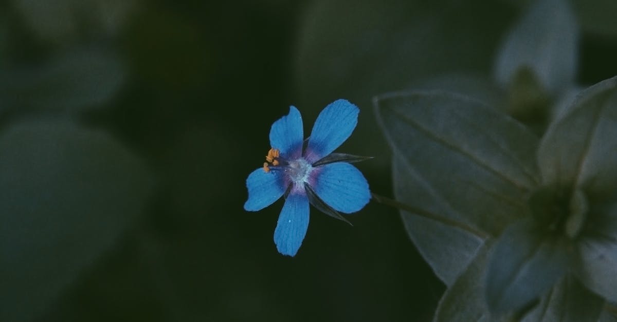 Free stock photo of blue flowers, blue petals, flora