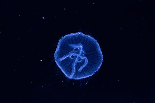 Free Blue Jellyfish in Dark Water Stock Photo