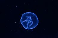 Blue Jellyfish in Black Background