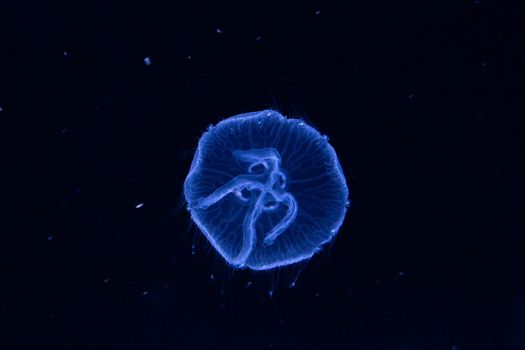 Blue Jellyfish in Dark Water