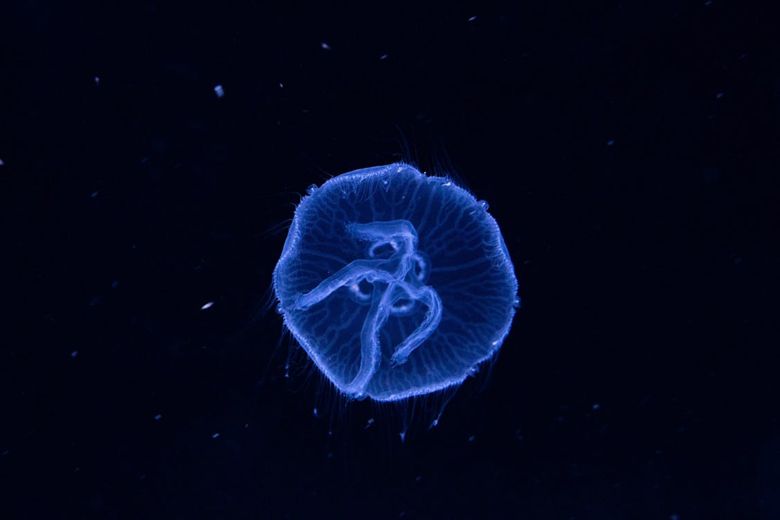 Ilmainen kuvapankkikuva tunnisteilla akvaario, eläin, meduusa